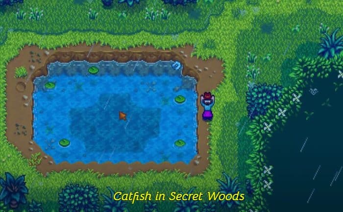 catfish in secret woods